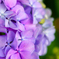 紫陽花アップ