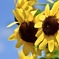 sunflower ～夏のはじまり～