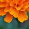 marigold