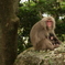 屋久島のお猿さん