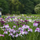 花菖蒲園　