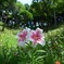 漂う香り１