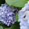 紫陽花