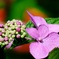 真弓山　長弓寺の紫陽花