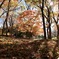 Autumn leaves