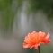 2018 薔薇 其の九