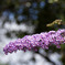 名もなき花