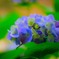 紫陽花ａ