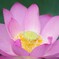 Pink Lotus