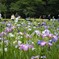 花菖蒲園.