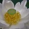 White Lotus