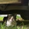 野良猫