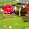 蓮の花(o^^o)