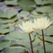 双花