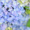 紫陽花