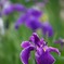 花菖蒲01
