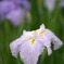 花菖蒲02