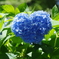 ハートの紫陽花