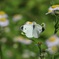 小網代の森　蝶