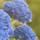 紫陽花