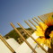 SunFlower(fake)