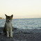 海、猫