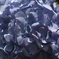 加太森林公園の紫陽花１