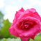 二ノ切の薔薇