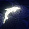 Dolphin Light