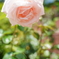 薔薇
