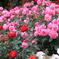 薔薇