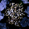 白山神社 紫陽花