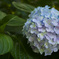紫陽花