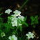 木陰の花