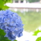 池のほとりで。