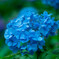 紫陽花の色は初恋の色