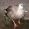 井の頭公園　カモ
