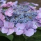 紫陽花Ⅱ