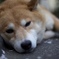 近所の犬