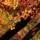 2008 紅葉 るり溪 2