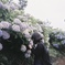 あじさいと写ルンです