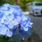 円覚寺の紫陽花