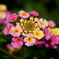 綺麗なお花だなぁー