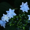 花便り　- 妖美な花姿 -