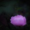 浮花