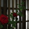 花　その80