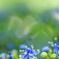 紫陽花