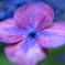 紫陽花　花