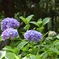 秋葉公園 あじさい