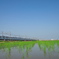 田植えの頃